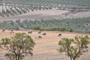 5218, Commercial / Equestrian Estate